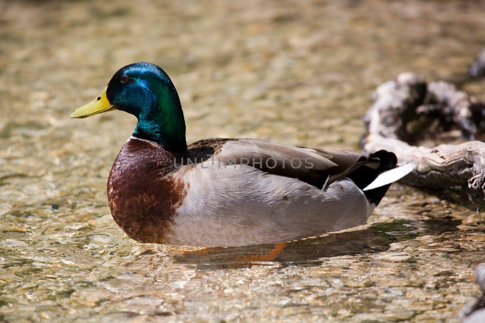 Mallard