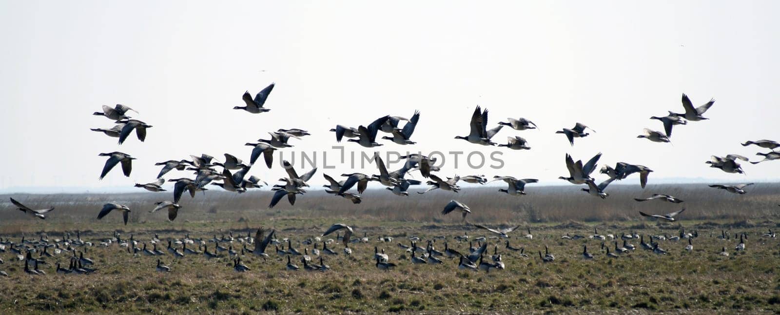 White-cheeked geese