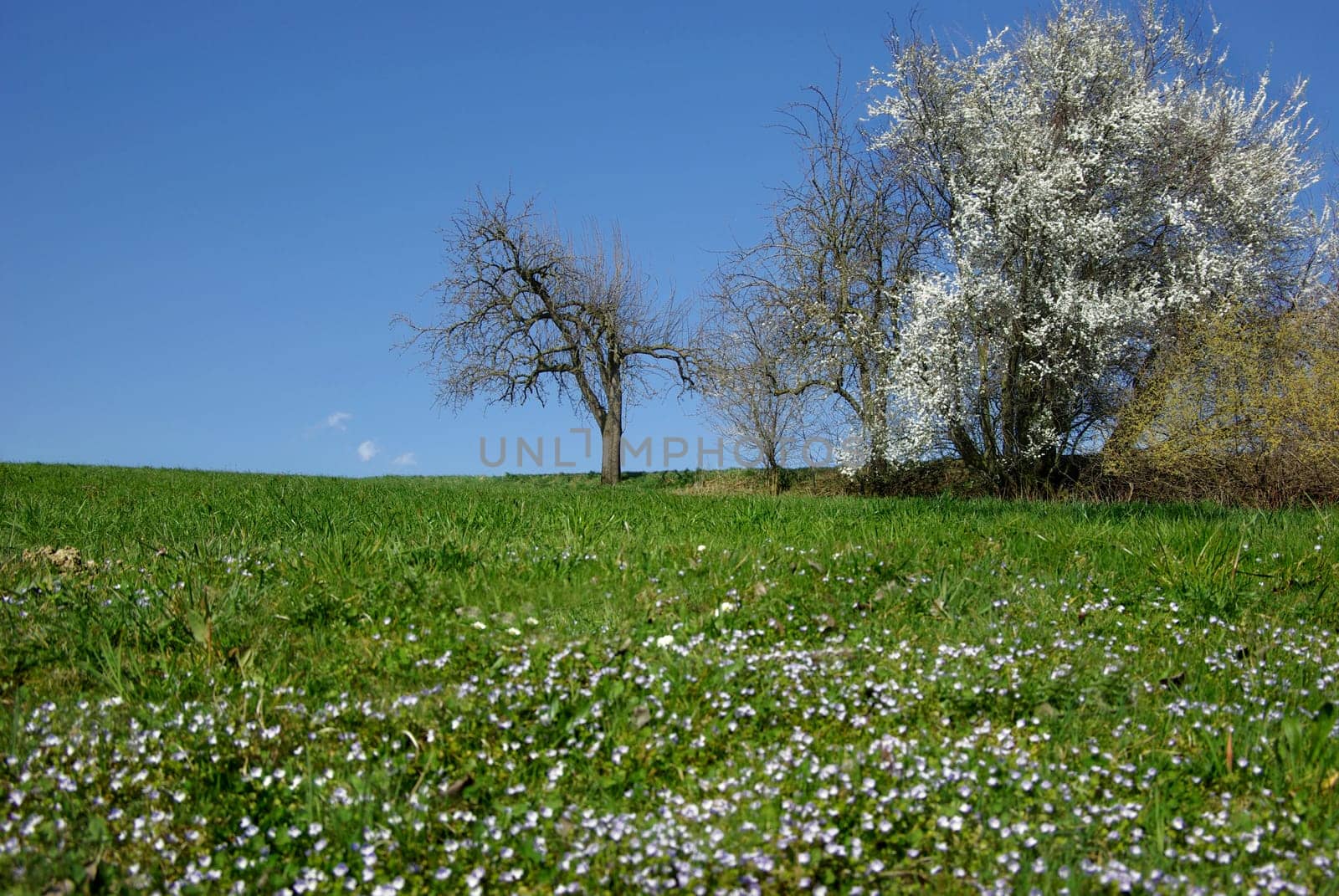 Everything is blooming