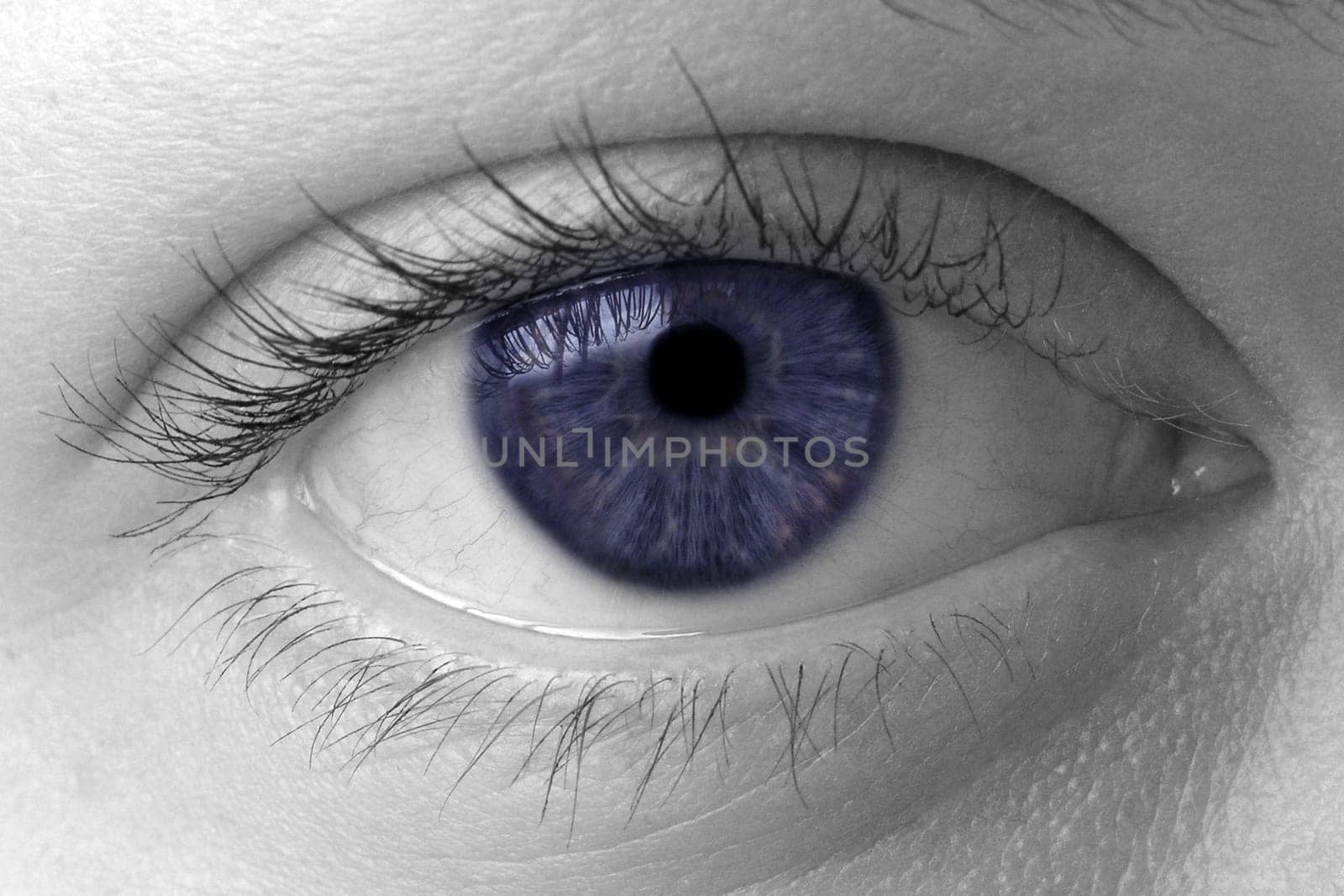 Blue iris