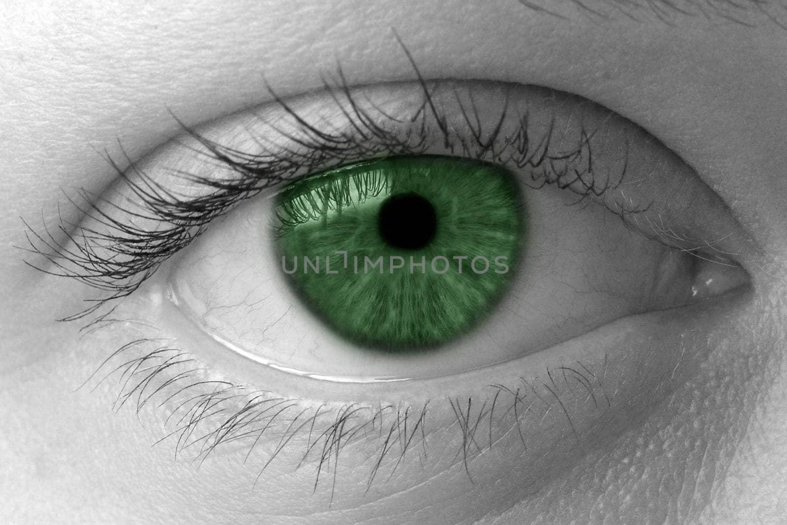 Green iris