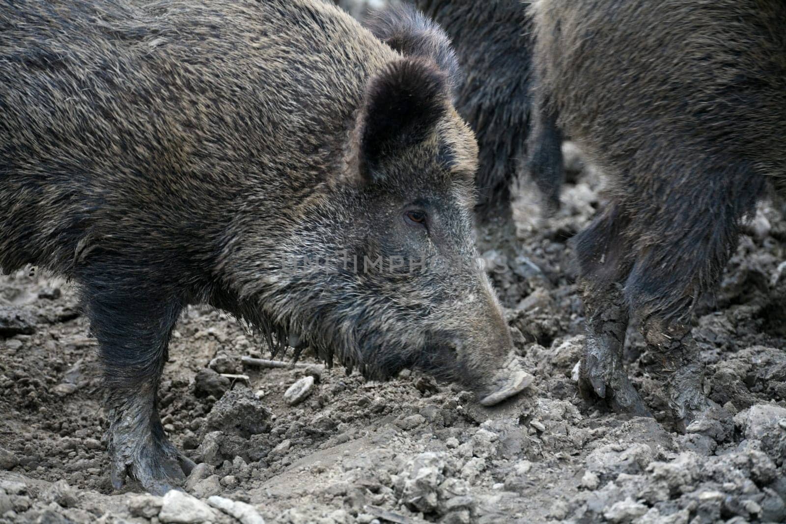Wild boar