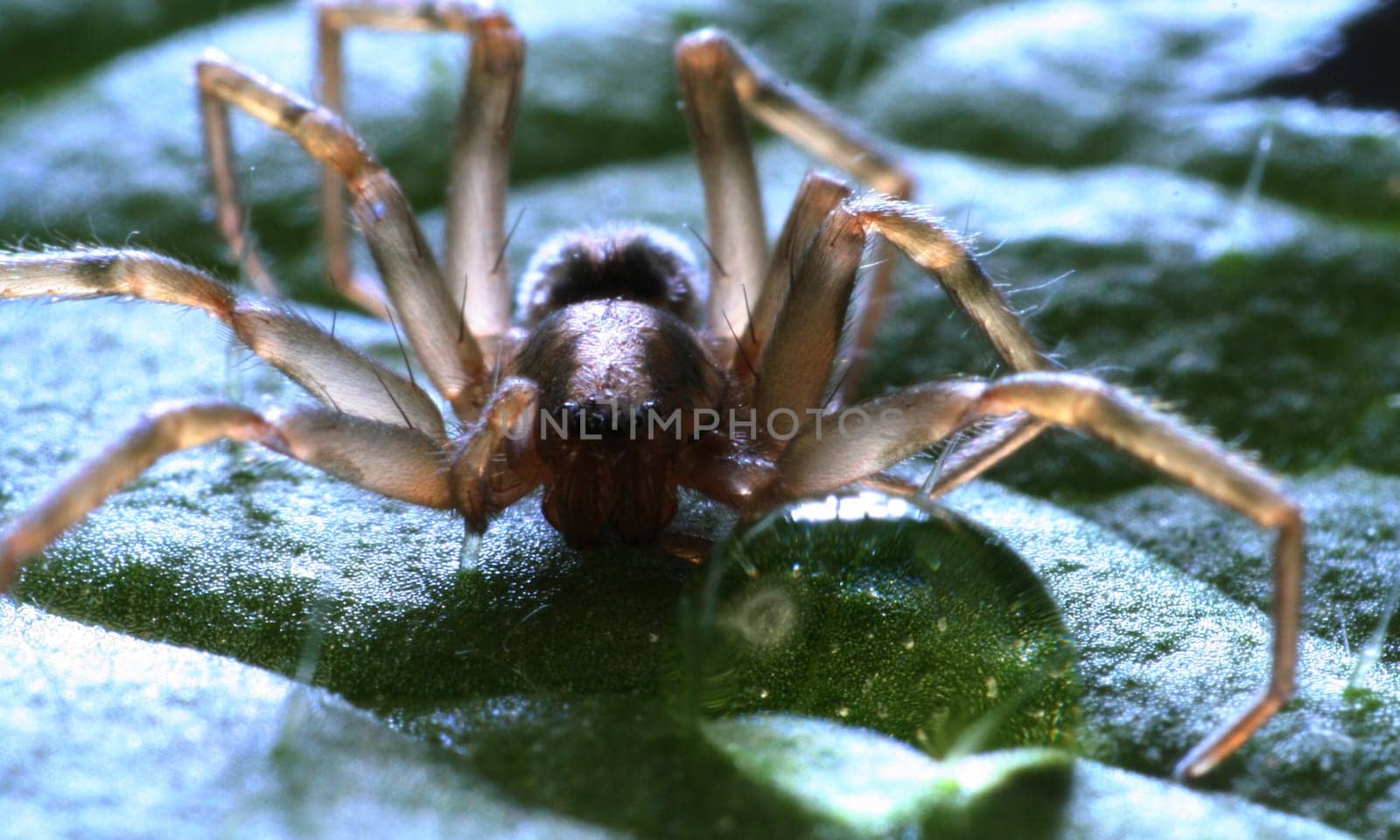 Spider on nettle leaf