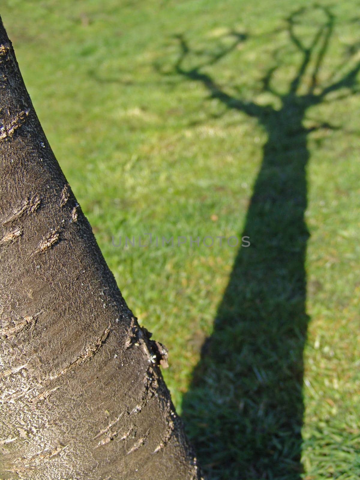 Cherry tree
