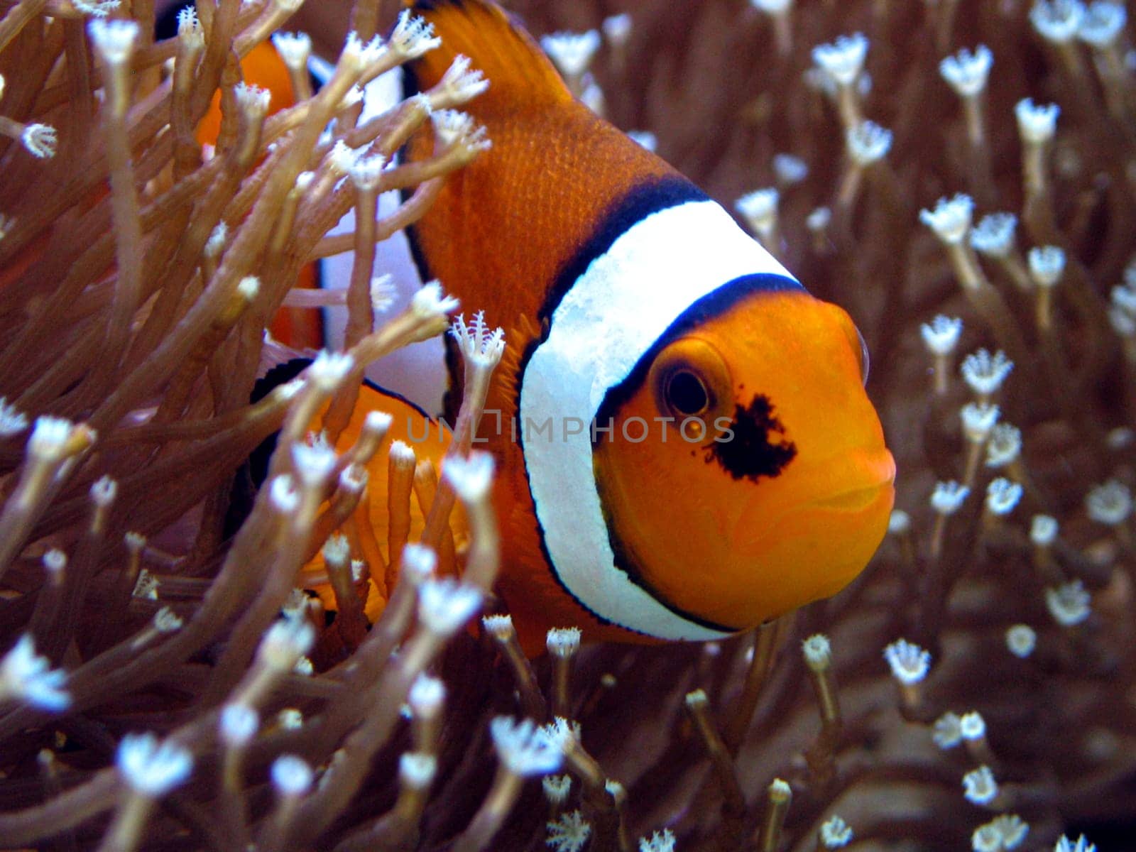 Amphiprion ocellaris (II)
