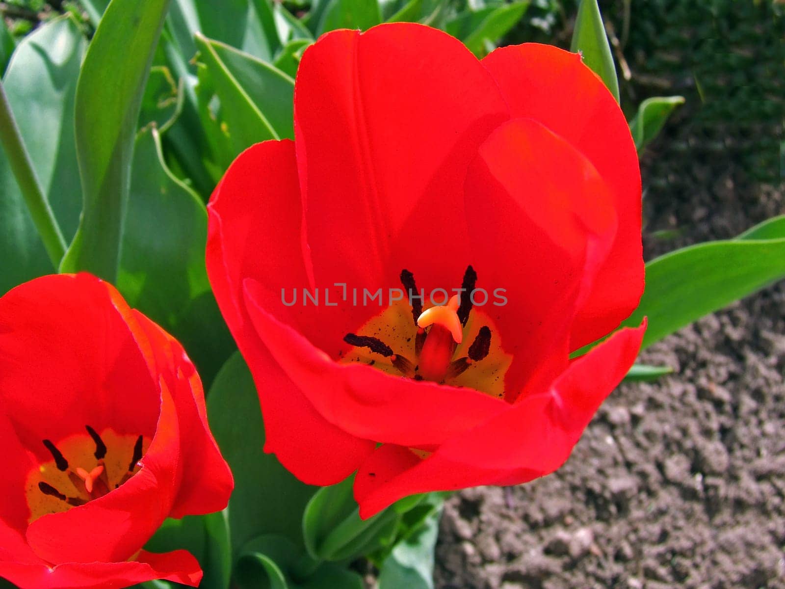Tulips