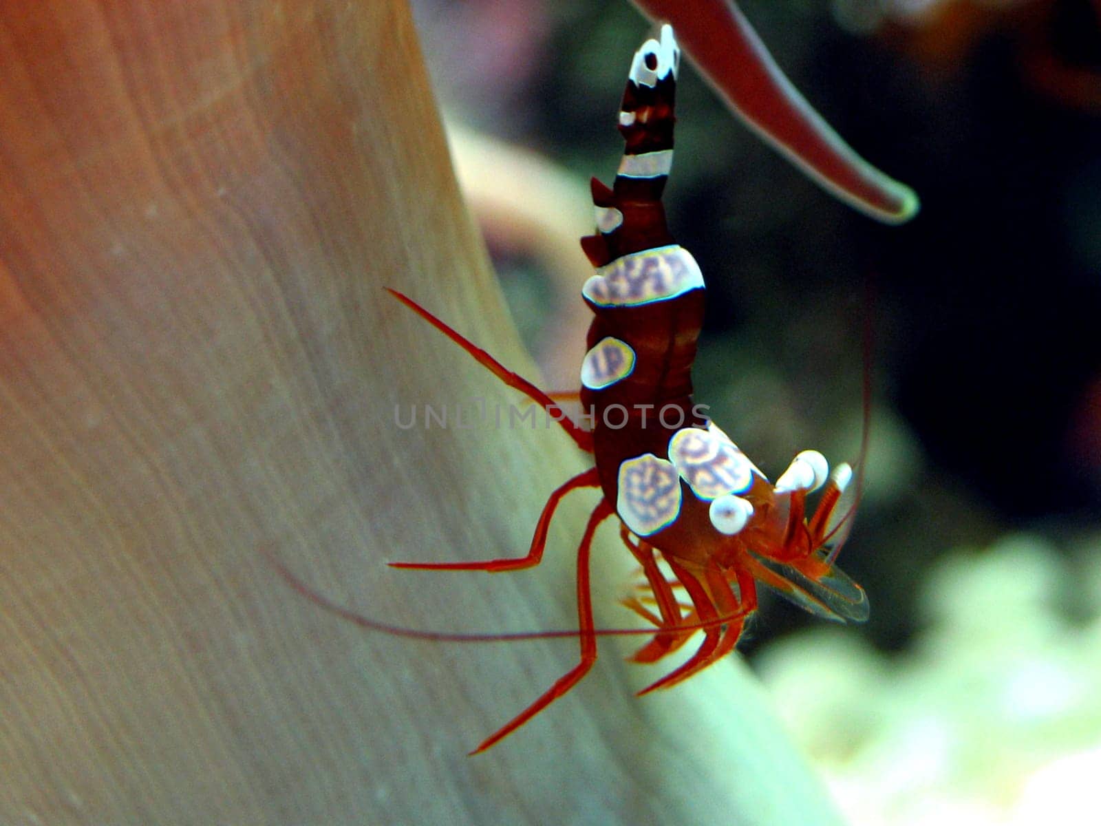 Thor amboinensis is a 2-3 cm shrimp that lives on anemones. There she searches for her food and finds shelter from enemies. It is found in the Red Sea and the Indo-Pacific. Her colloquial name is Sexy Shrimp,as she is her