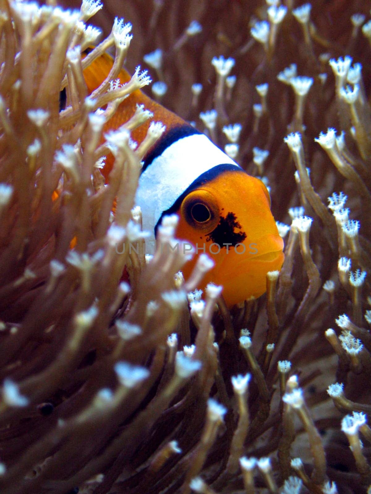 Amphiprion ocellaris (III)