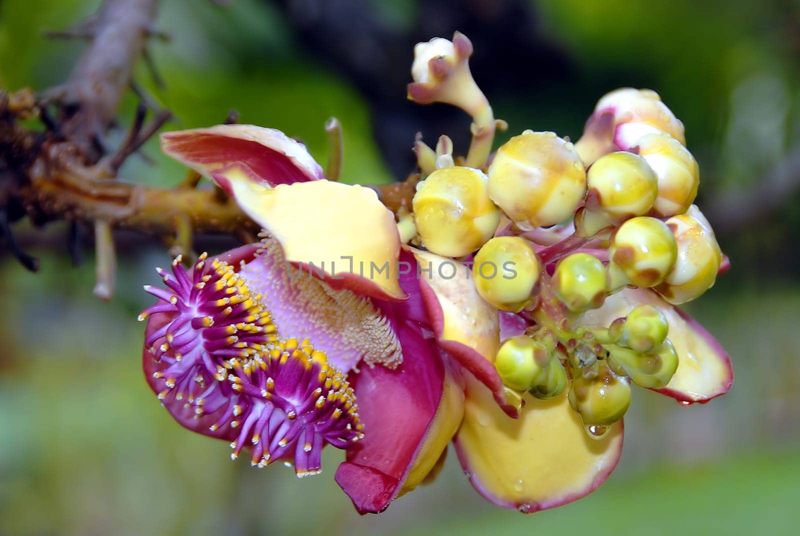 The Cannonball Tree (Couroupita guianensis) is a species of tree in the family Lecythidaceae. The cannonball tree reaches a height of up to 30 meters. As is typical for the genus,the tree bears large at the ends of the branches