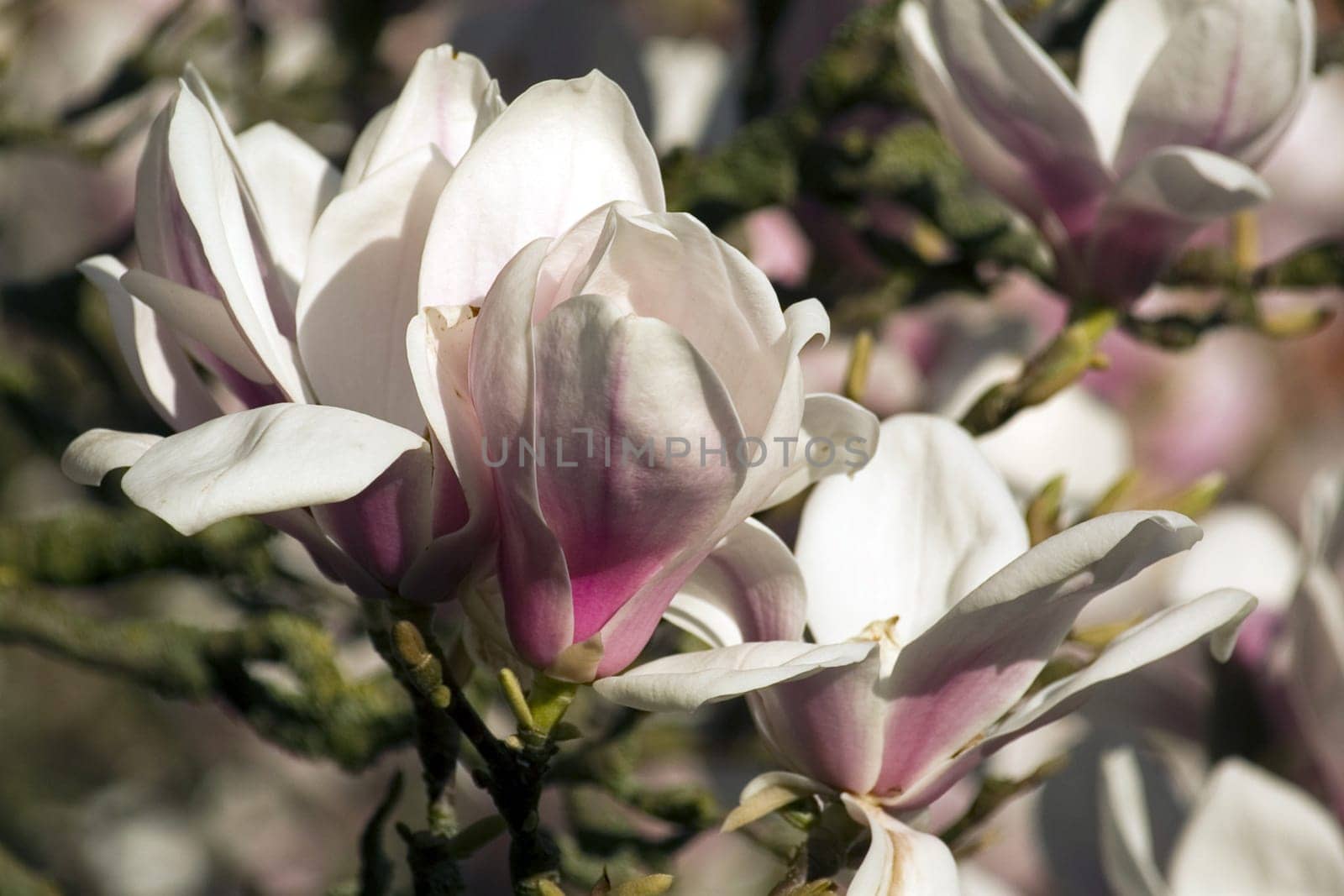 Magnolia