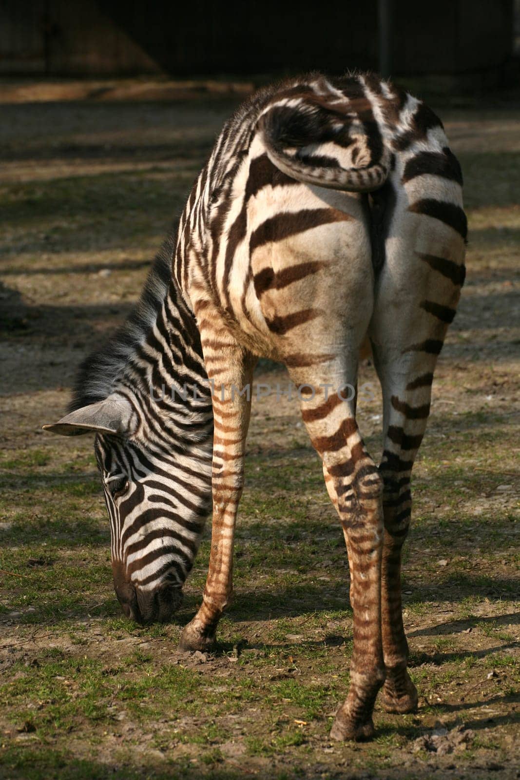 Striped