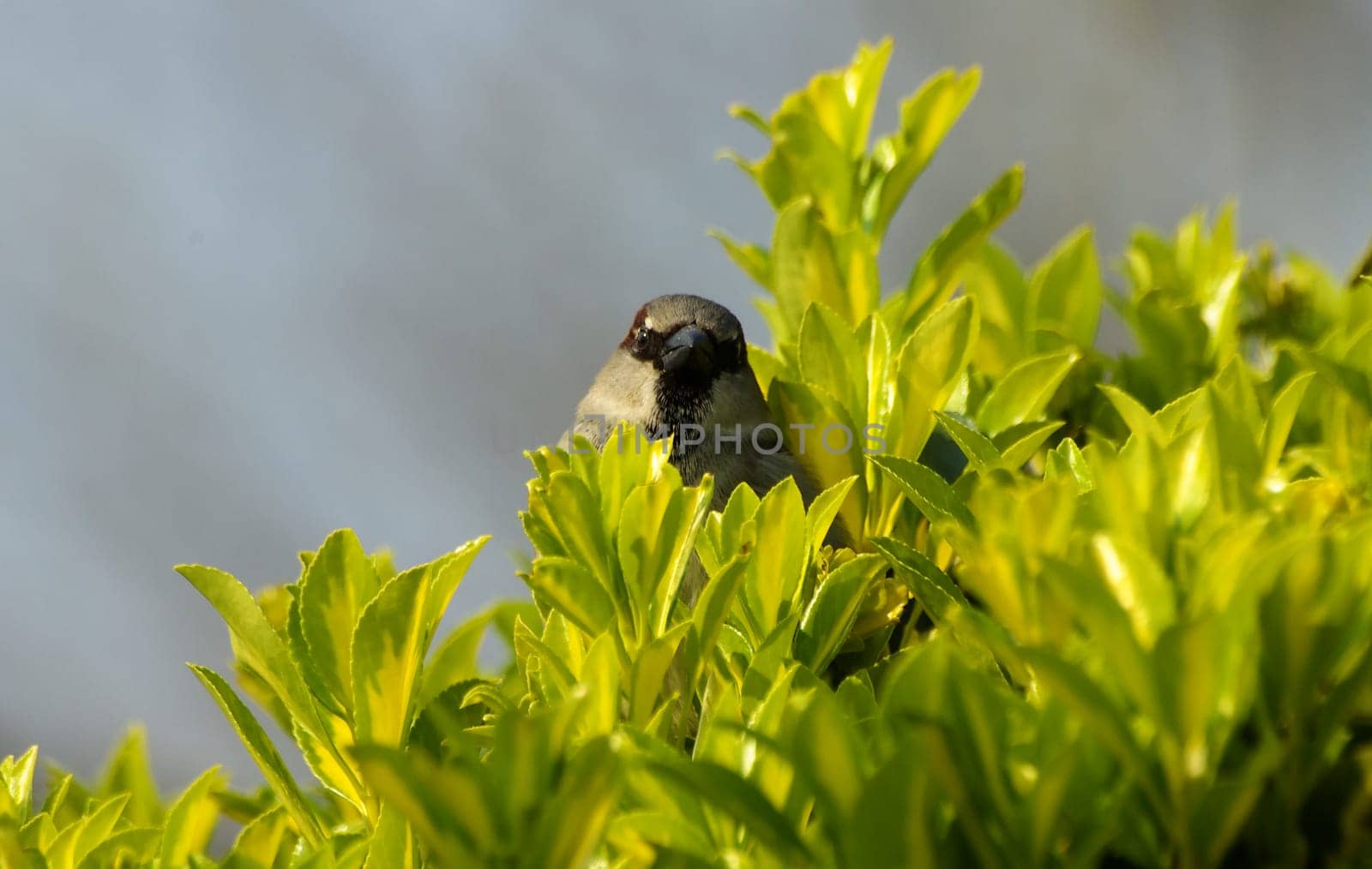 My bush