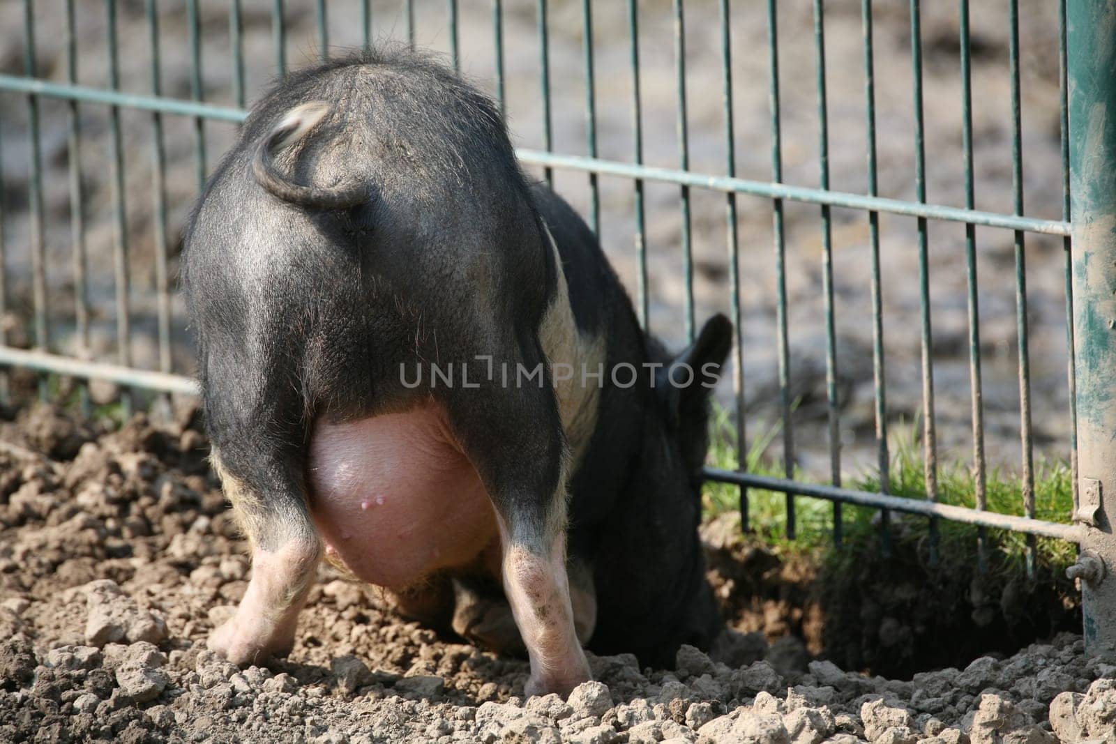 Young pot-bellied pig digging at a fence