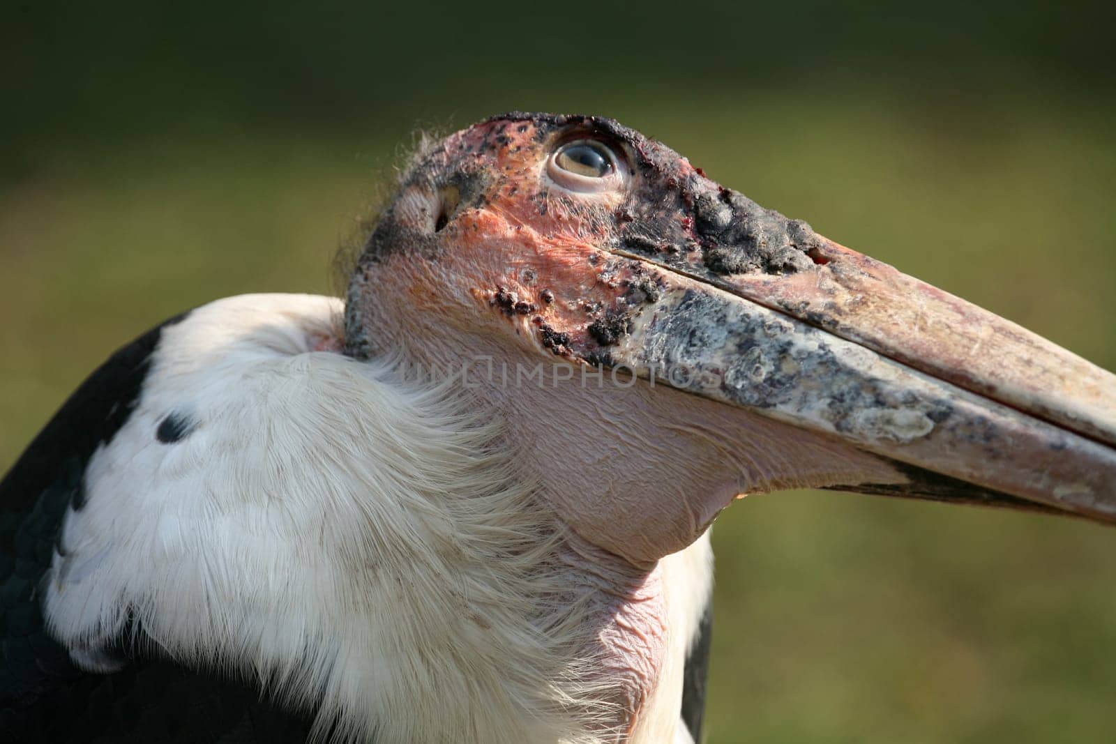 Marabu Portrait