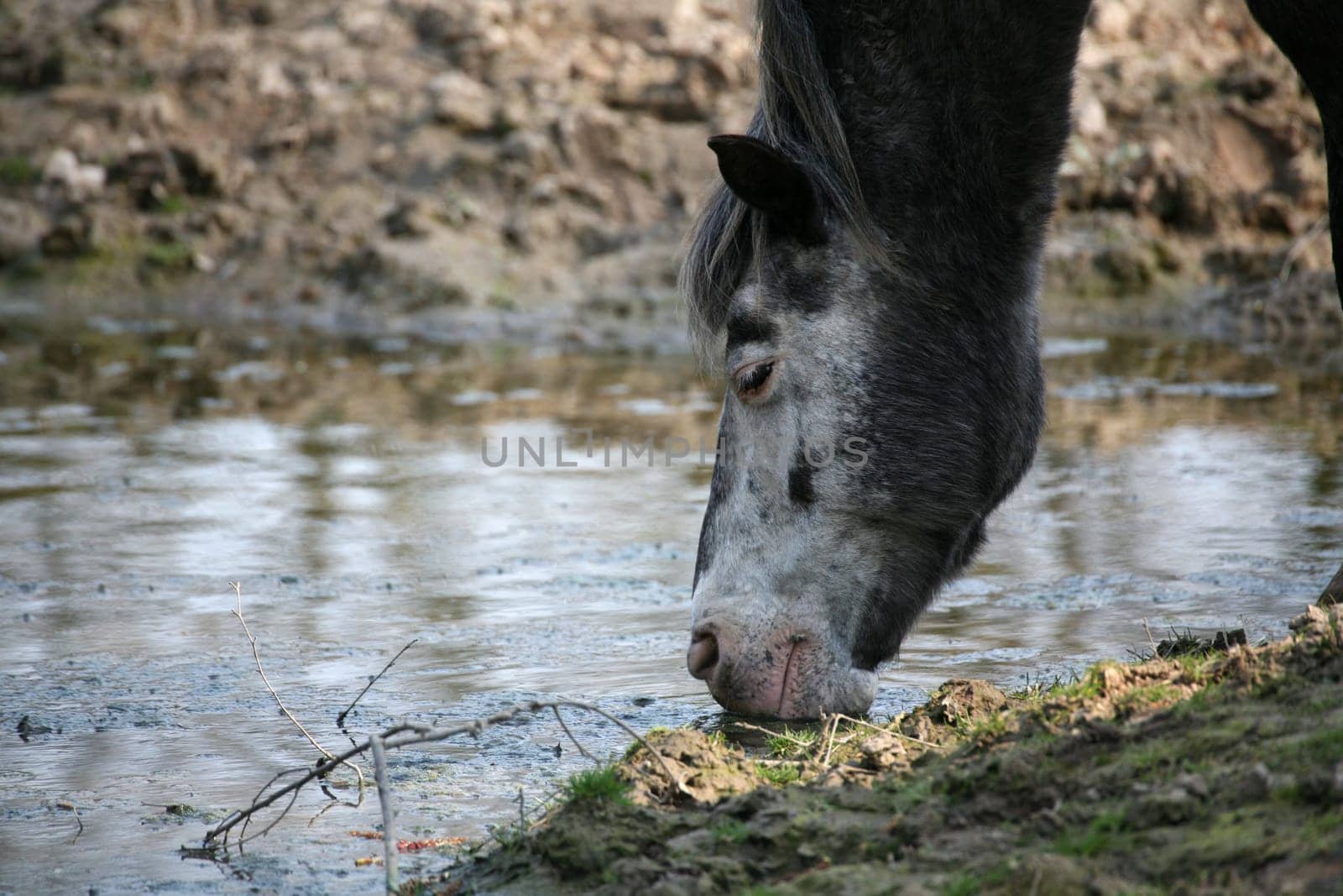 Drinking horse