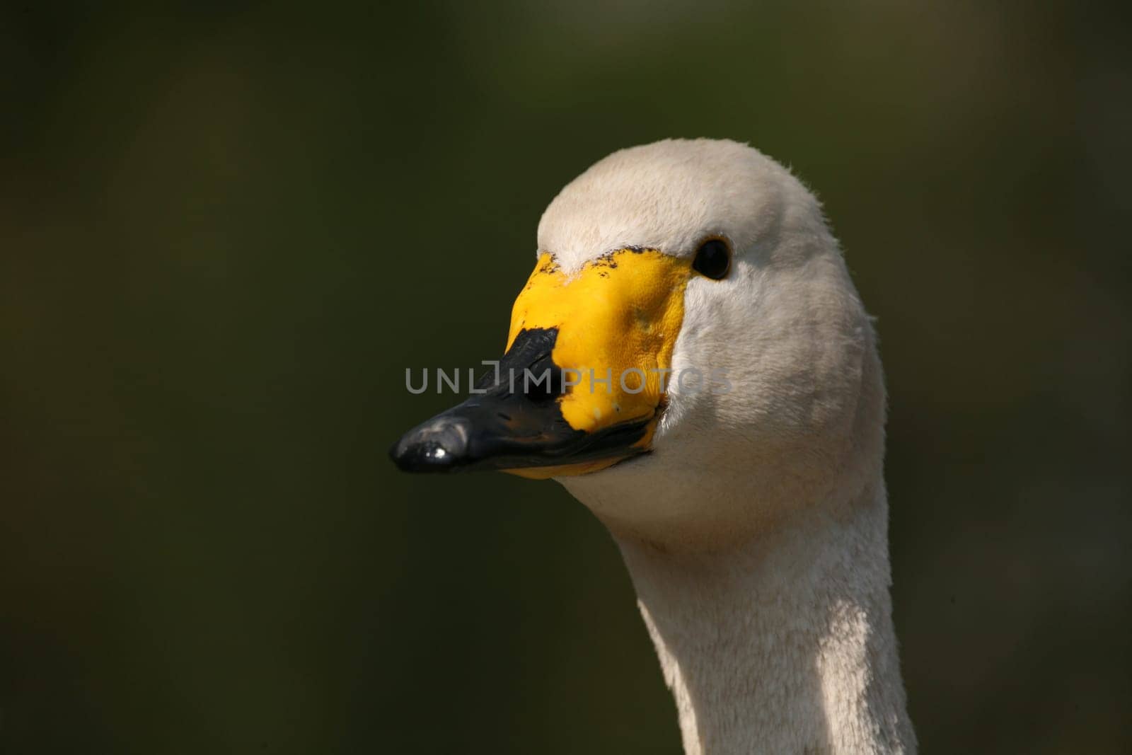 Cygnus cygnus