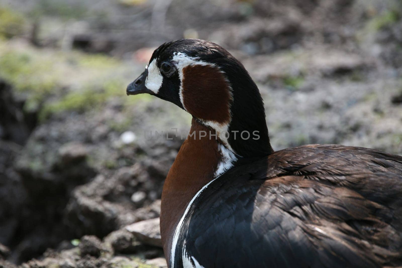 Red-breasted goose