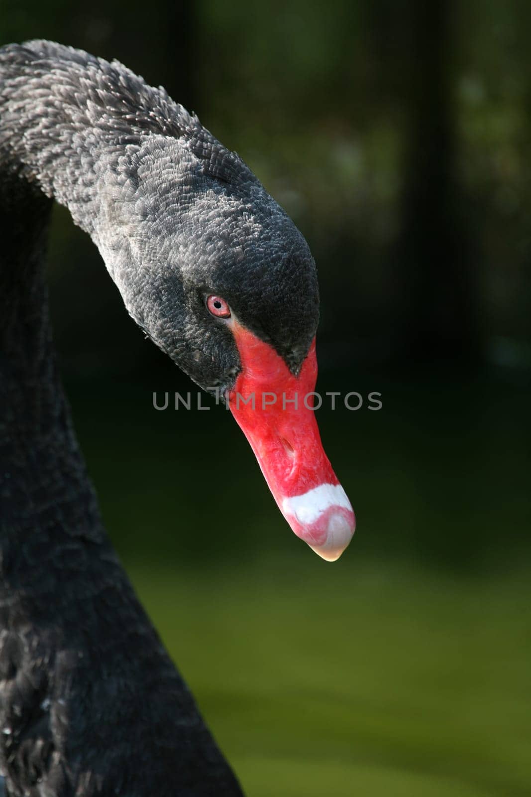 The black swan is the only almost completely black swan and also has the longest neck of all swans.