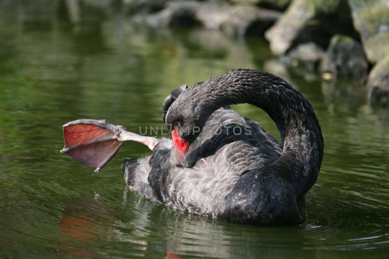 The black swan is the only almost completely black swan and also has the longest neck of all swans.