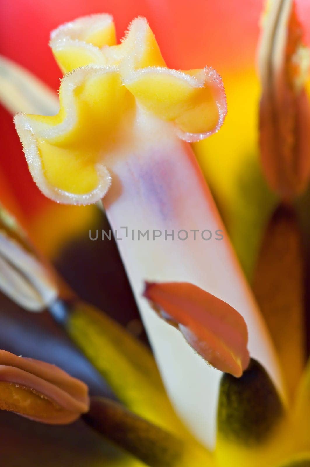 Tulip stamps