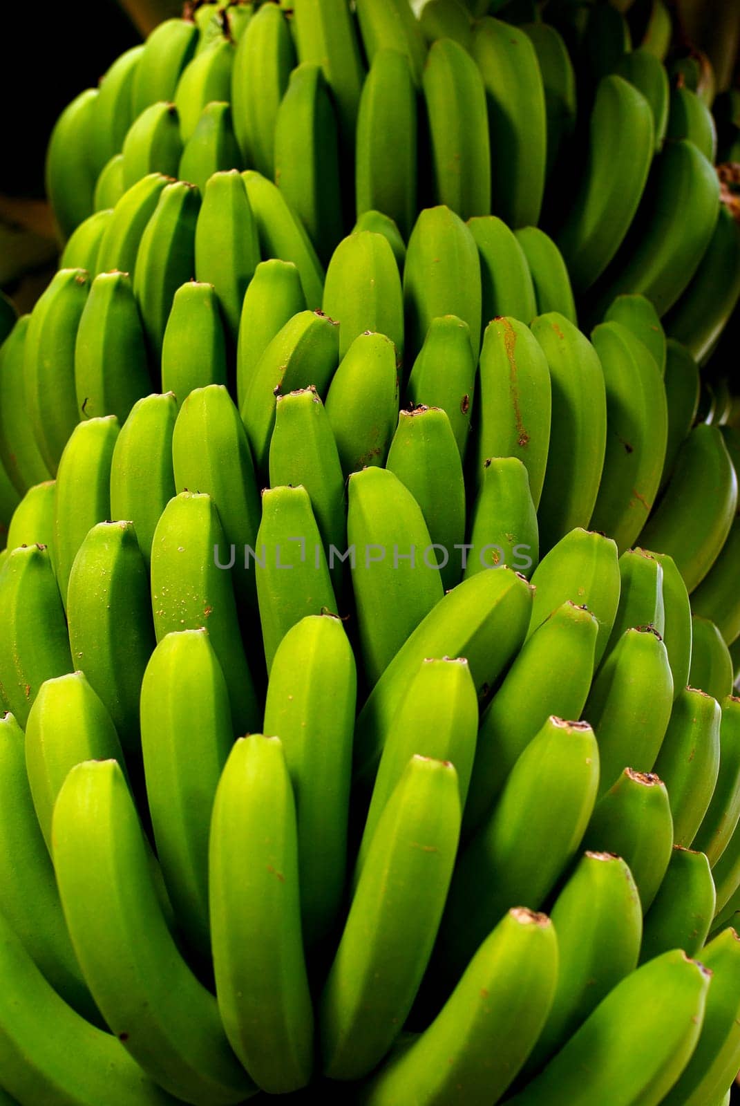 BANANA TREE