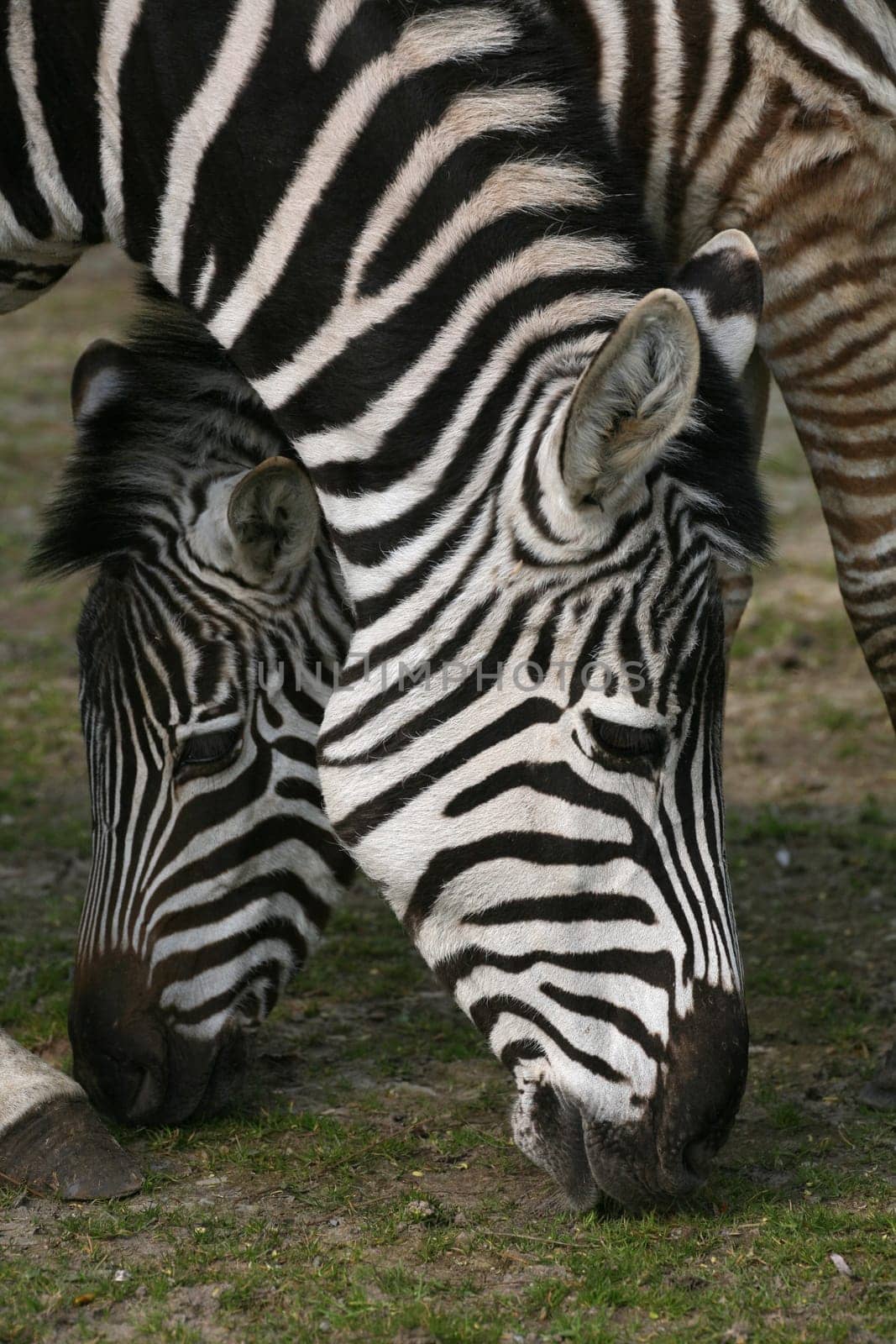 Equus burchelli granti