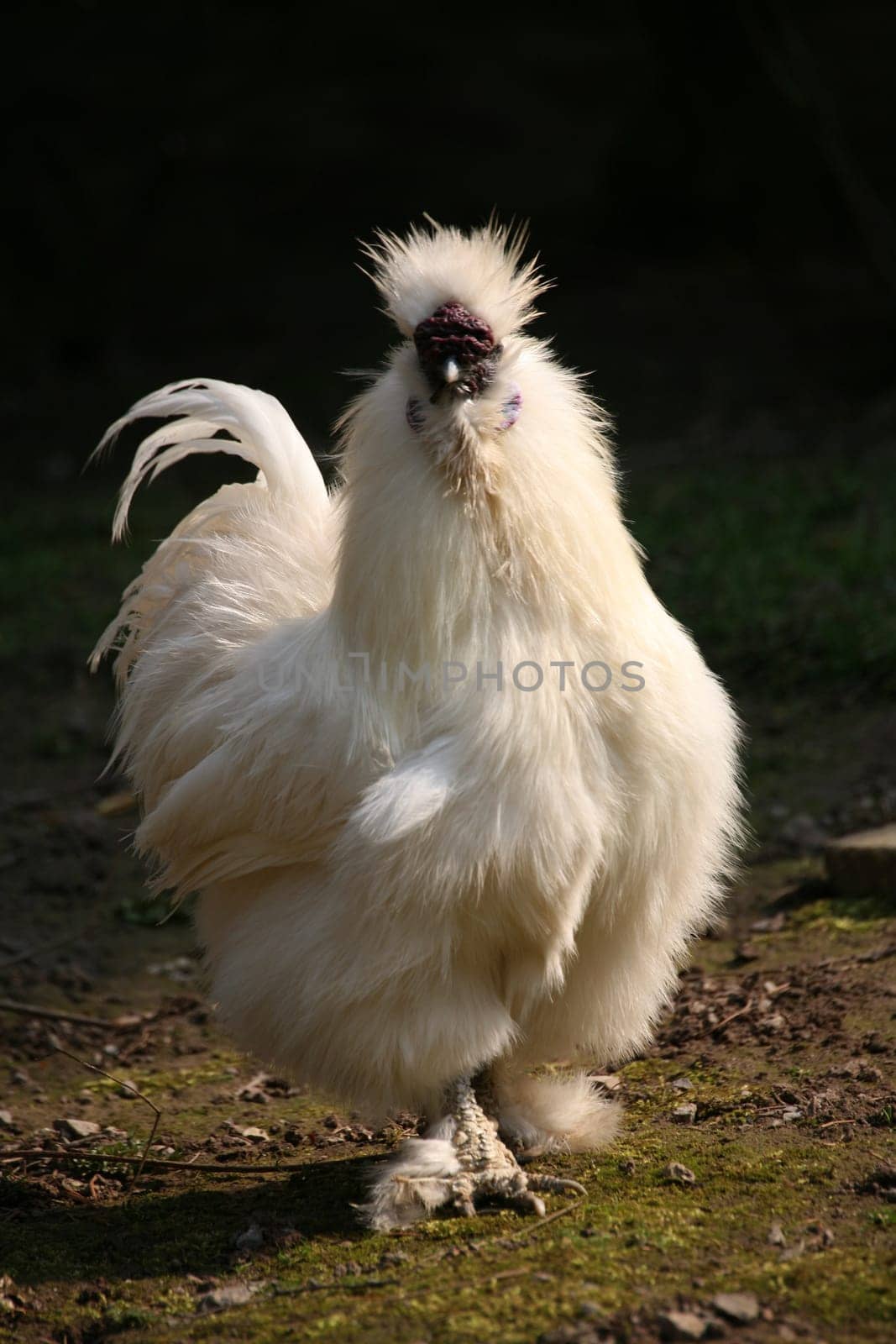 Japanese silk chicken