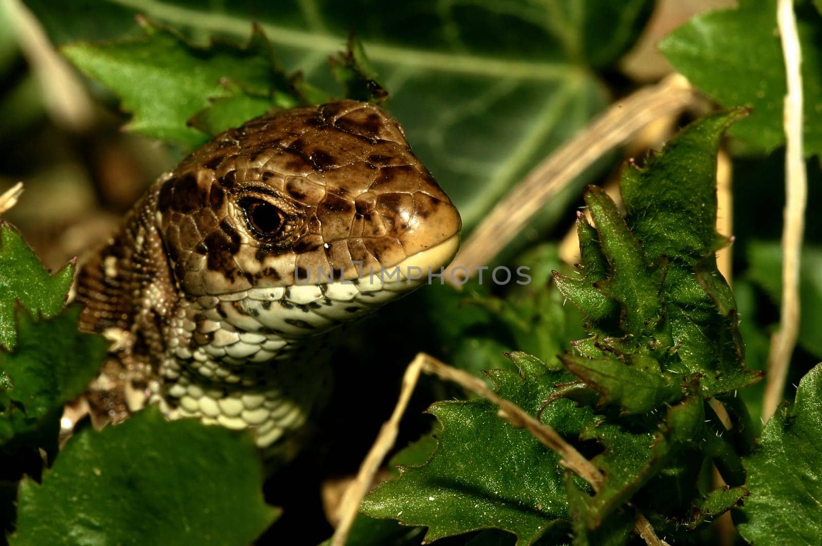 The wall lizard reaches a total length of up to 25 cm. She is slender and often appears flattened in the dorsal area due to her body length. The collar is usually smooth-edged,the dorsal scales slightly keeled. The tail can double