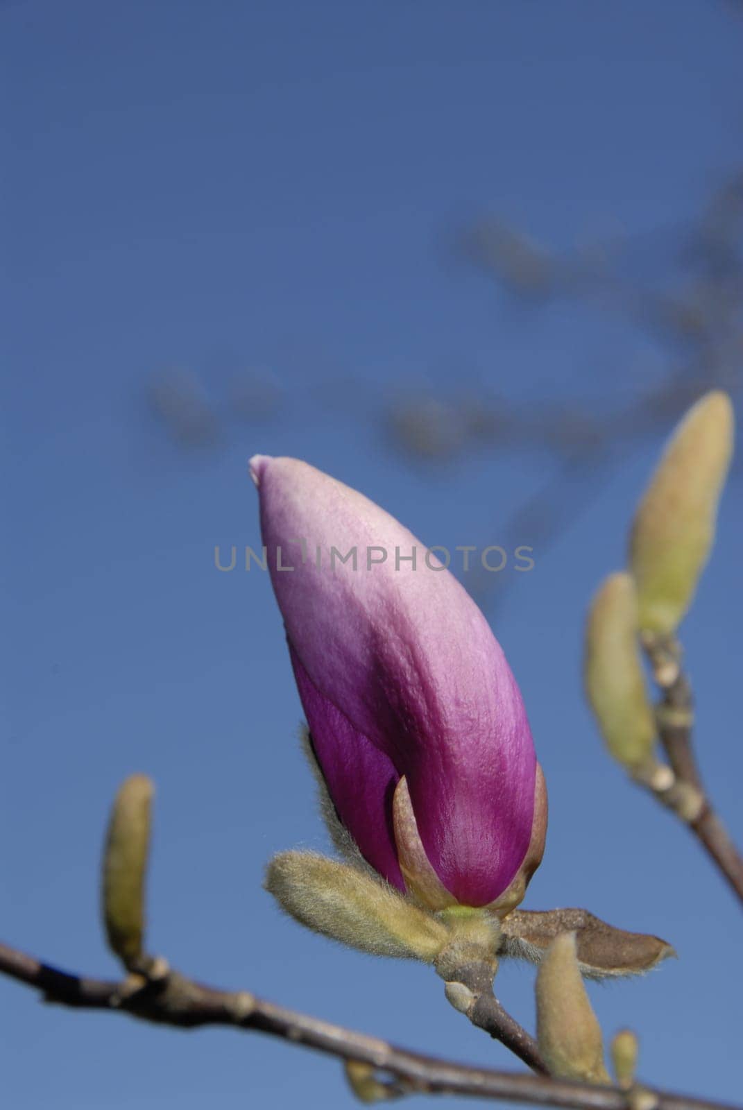 Magnolia blossom