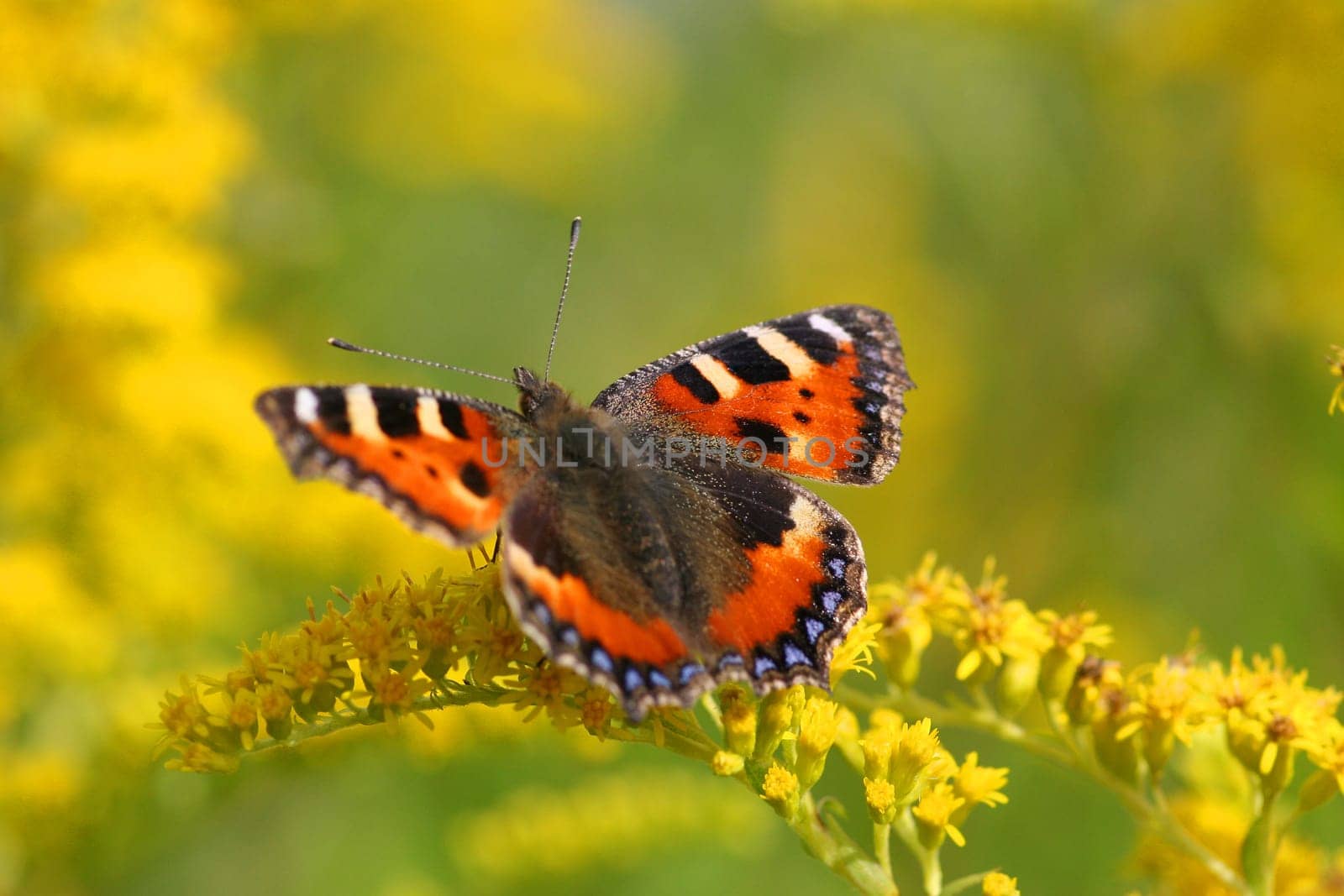 The animals are inland migrants of the first order. They undertake shorter migrations within their range. For example,they often fly from the mountains to the warmer lowlands in autumn and the next generation in early summer