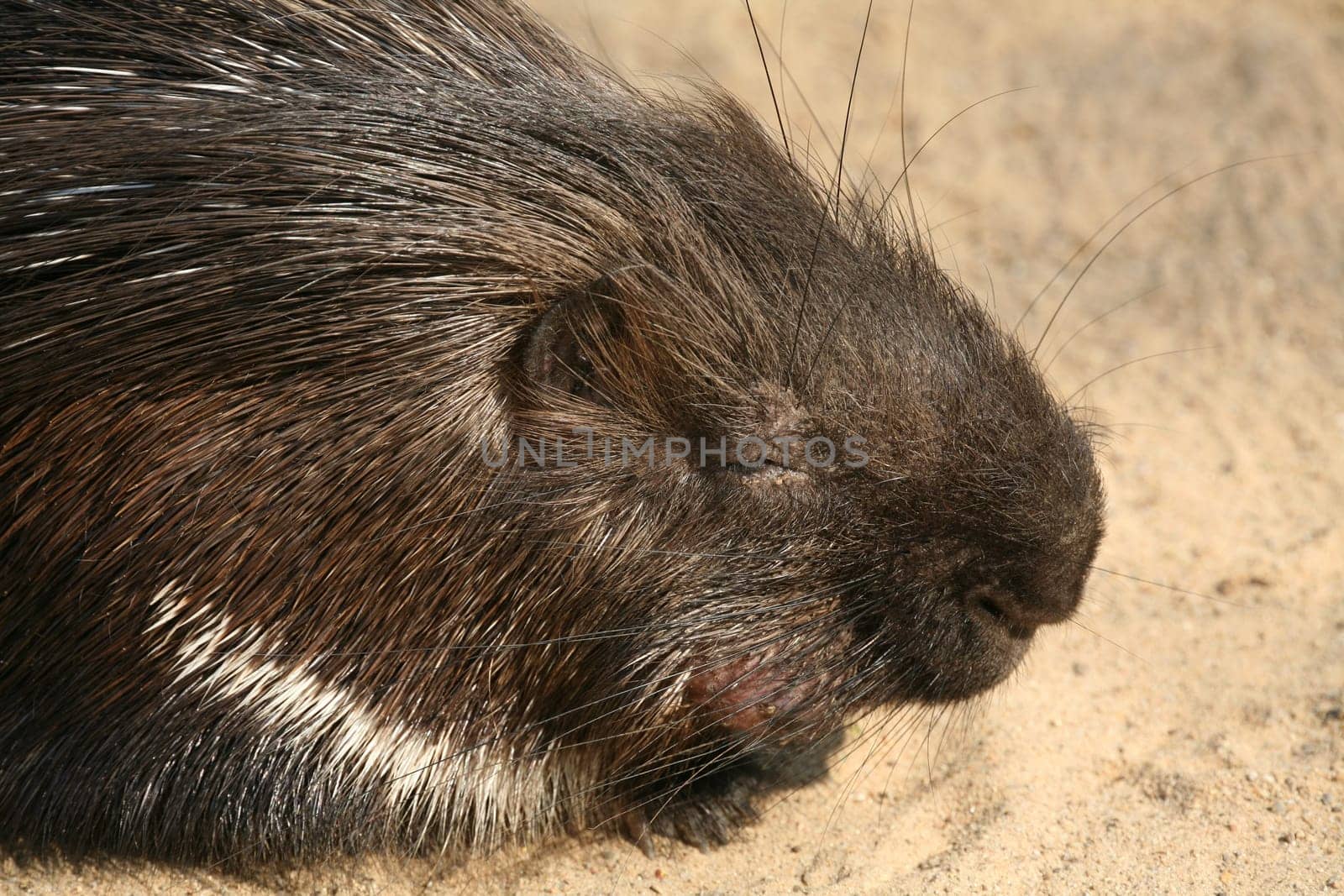 Porcupine (Hystricidae)