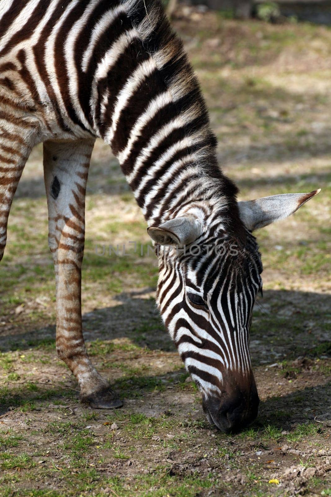 Grant's zebra (Equus burchelli granti)