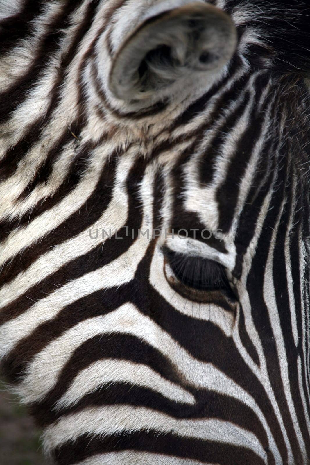 Grantzebra