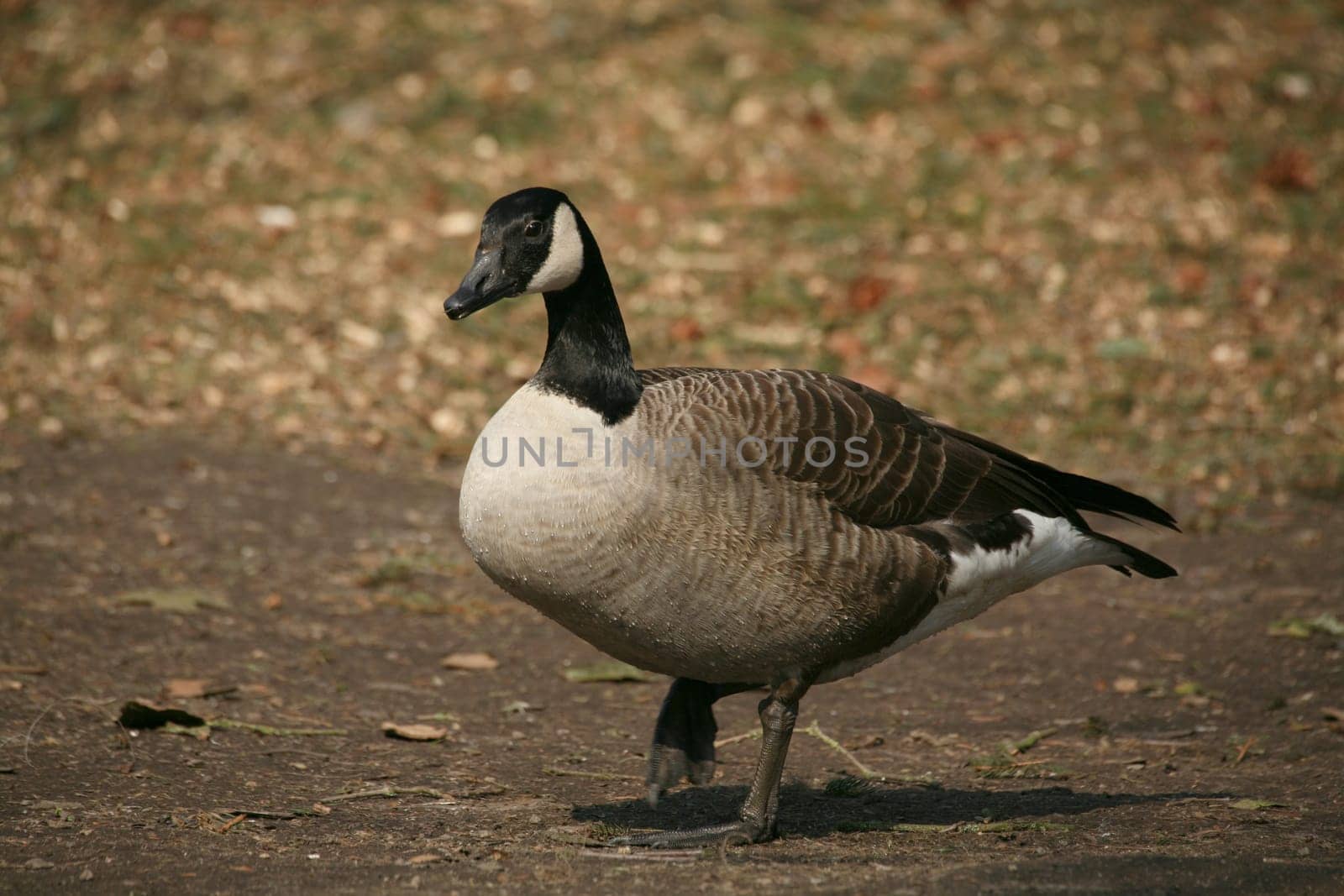 Canada goose