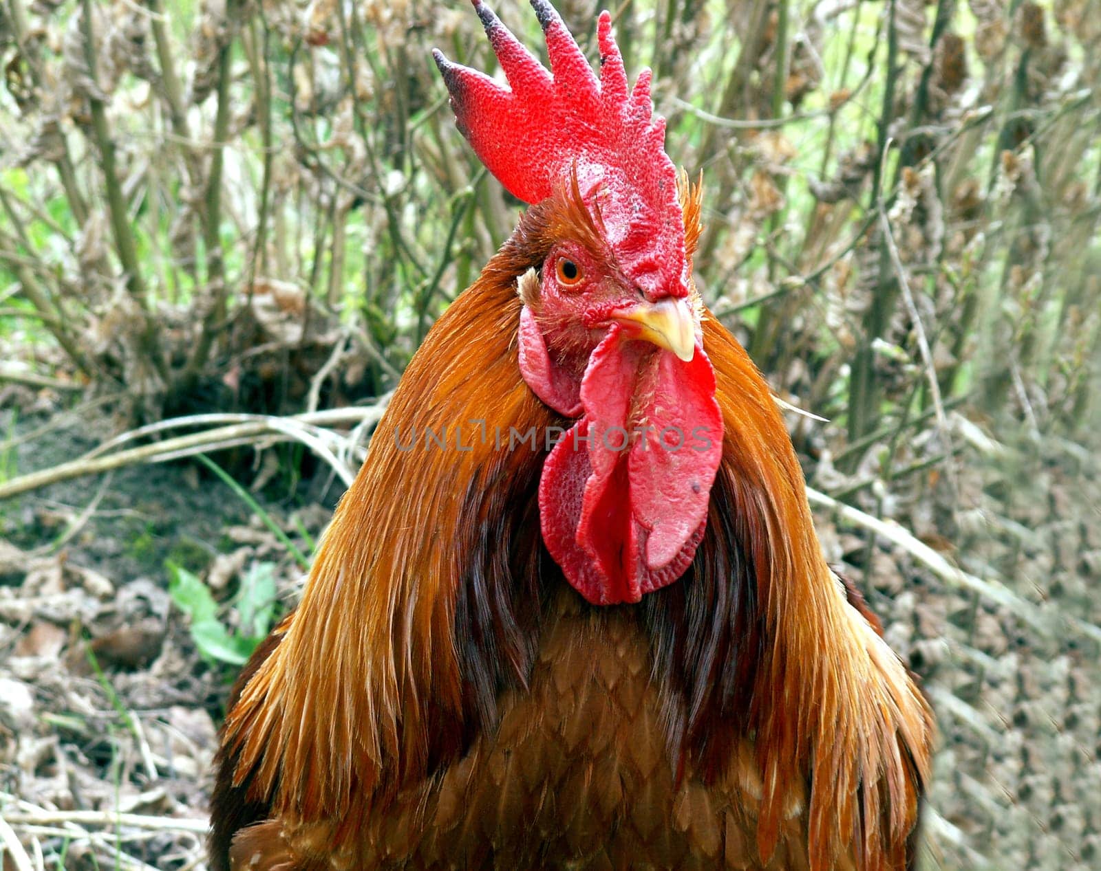 Easter rooster