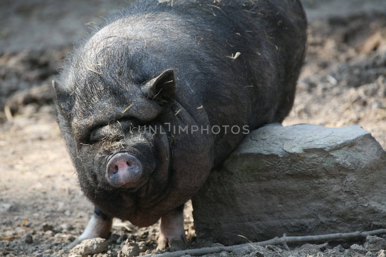 This pot-bellied pig scratches a stone.