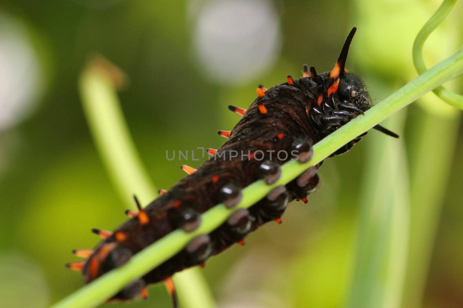 Like the moths,the caterpillars can also be divided into three areas: the head,chest and abdomen. The head is usually hardened by chitinous deposits. On the underside on the outside,they usually have six point eyes (stemmata). The most important thing and the most important thing is to