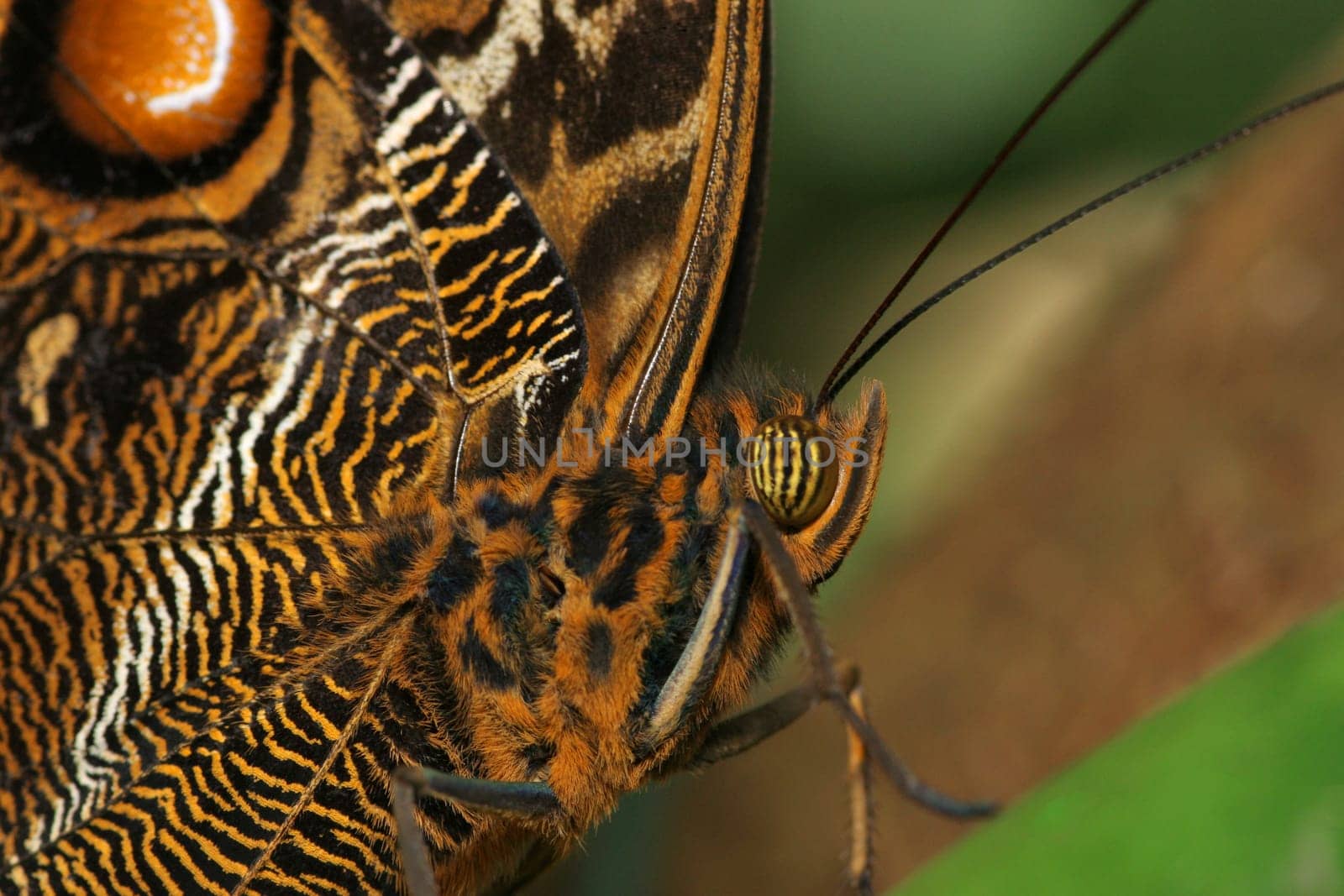 The undersides of the wings are strongly patterned brown,black and cream. On the hind wing there is a large black eyespot,which is thinly bordered beige and black. This resembles owl eyes and serves to deter enemies.