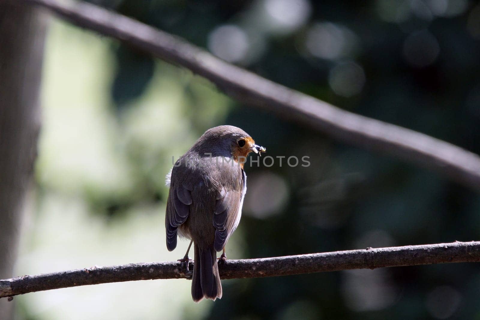 Robin