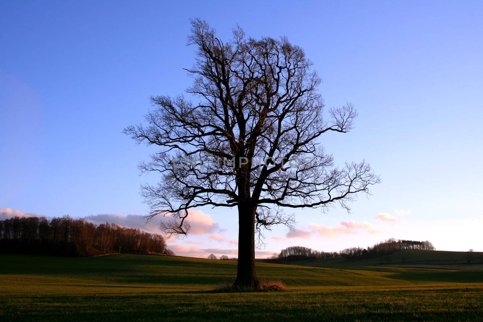 Nature - Idyll 3