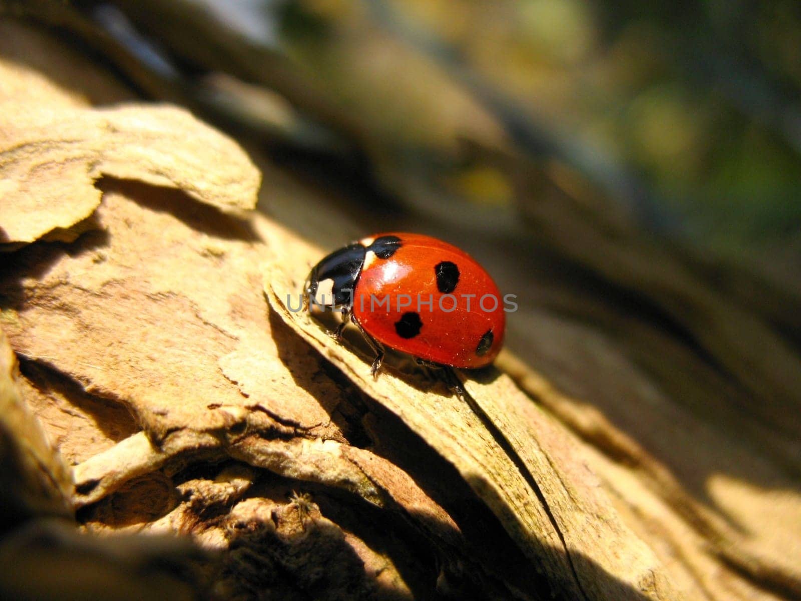 Ladybird