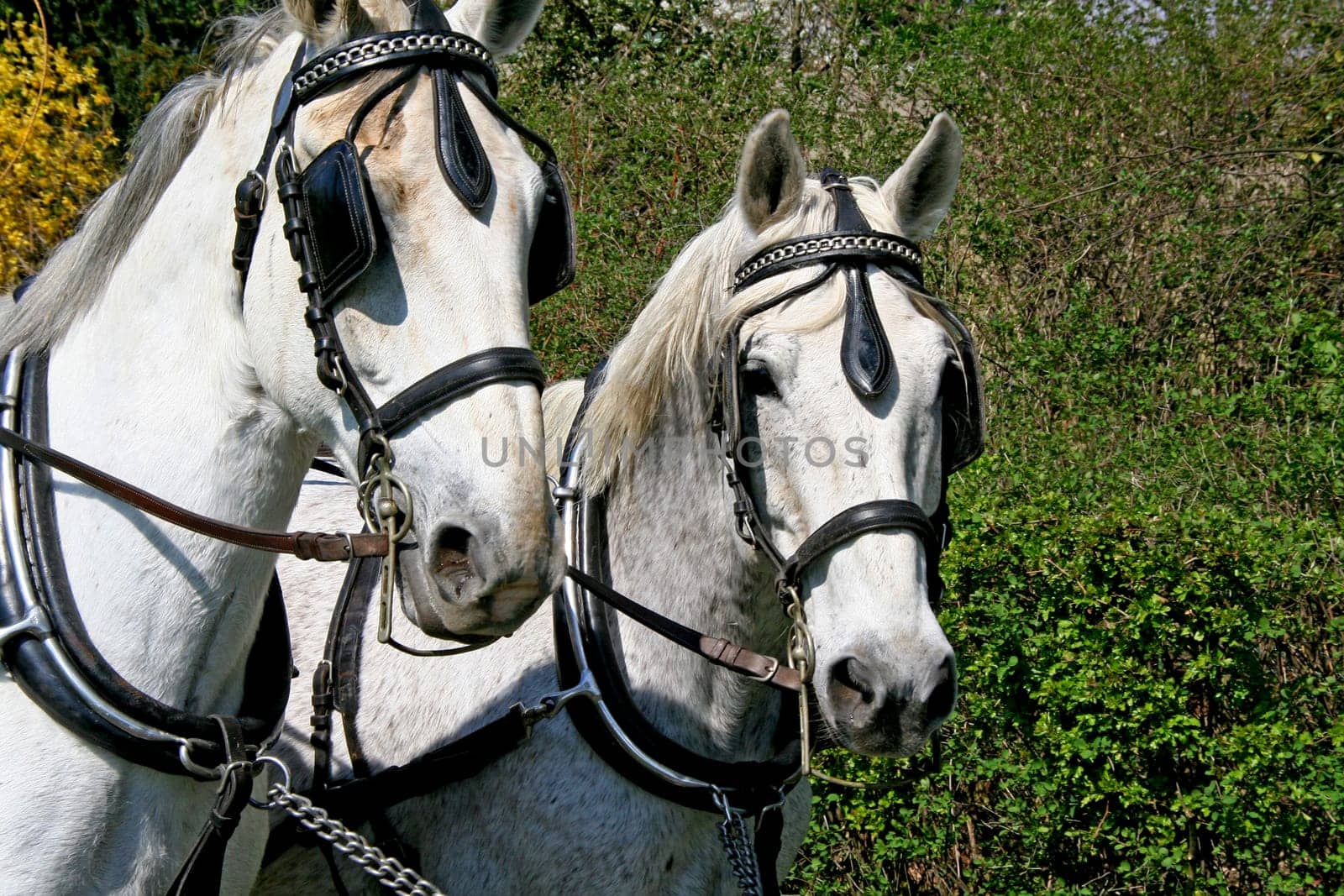 I know,it's a shame about the ears. But the carriage unexpectedly passed me. But I still like it.