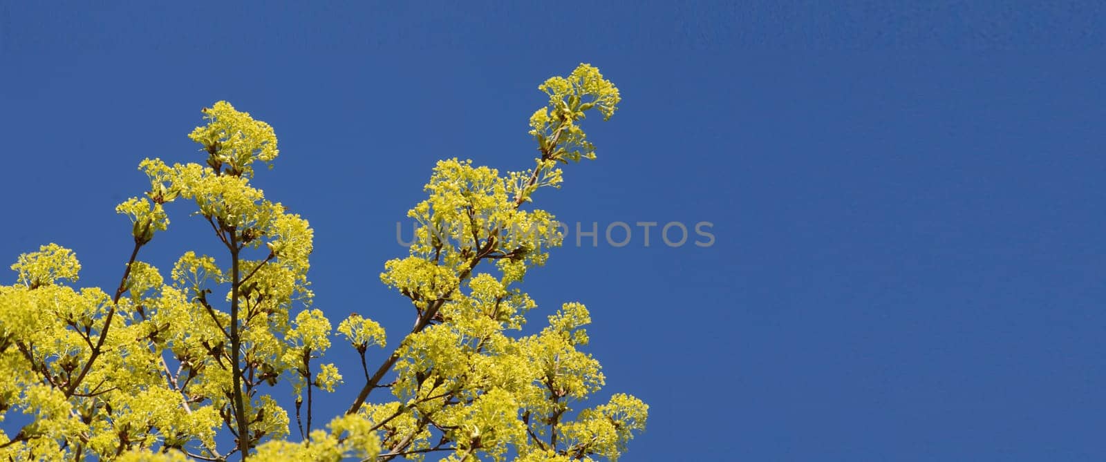 Norway maple blossom