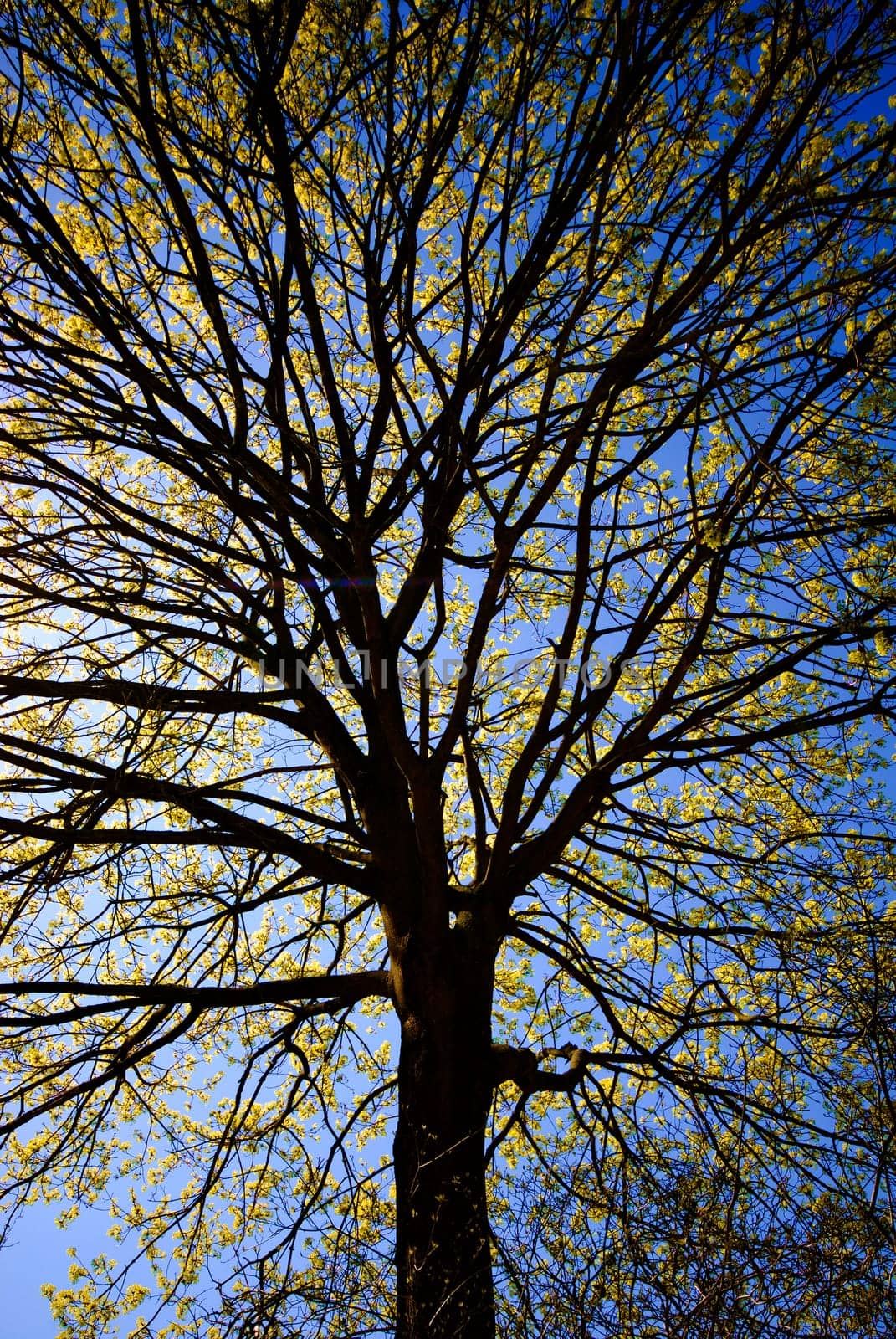 Norway maple