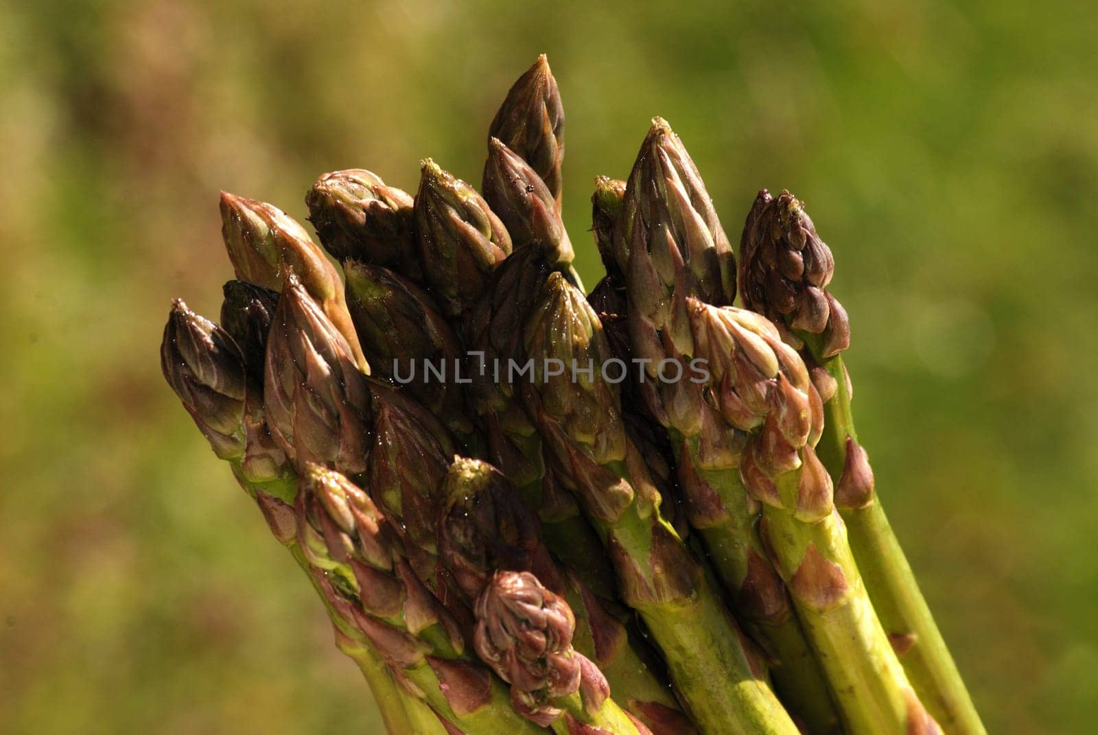 Green asparagus