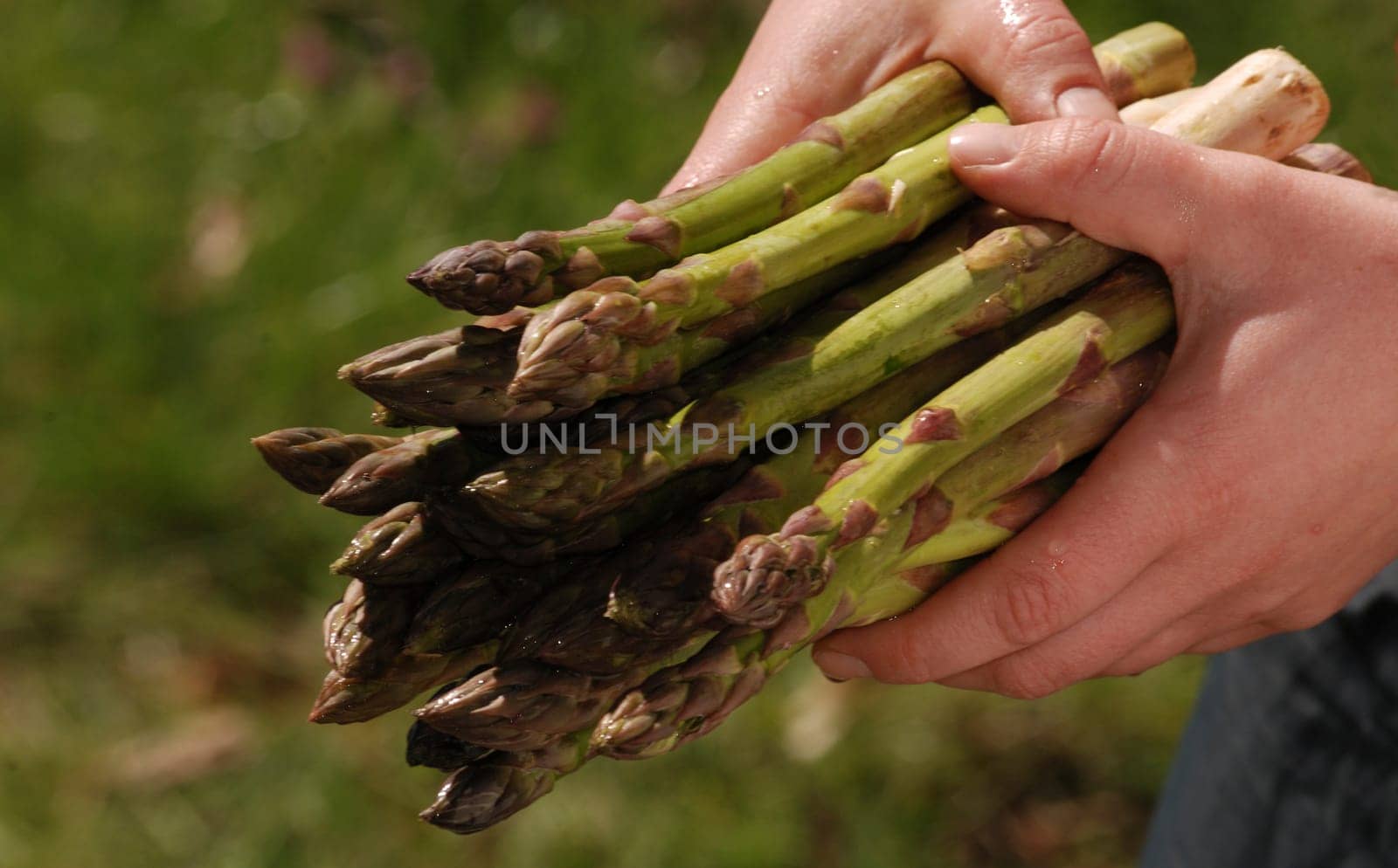 A bunch of green asparagus