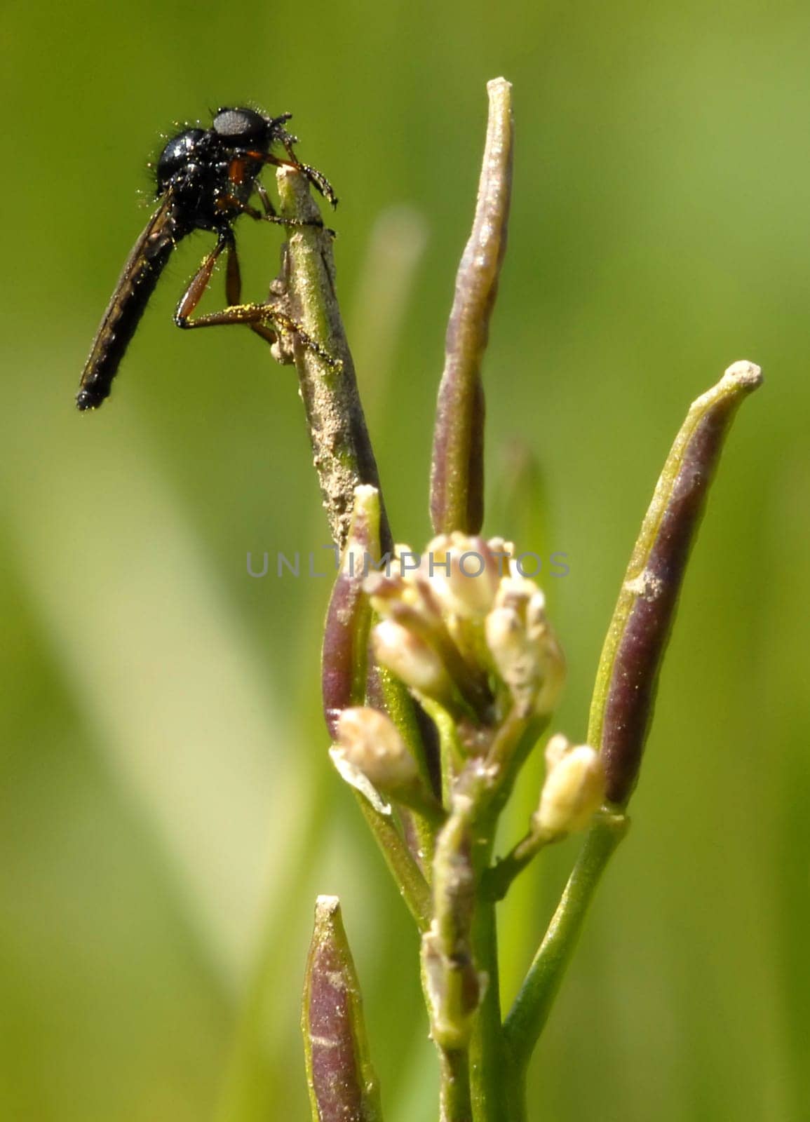 The March fly can be found throughout Europe and parts of Asia between March and May. They are often seen hanging in large quantities on bushes and small plants. They prefer to stay in open areas,which are often close to water bodies