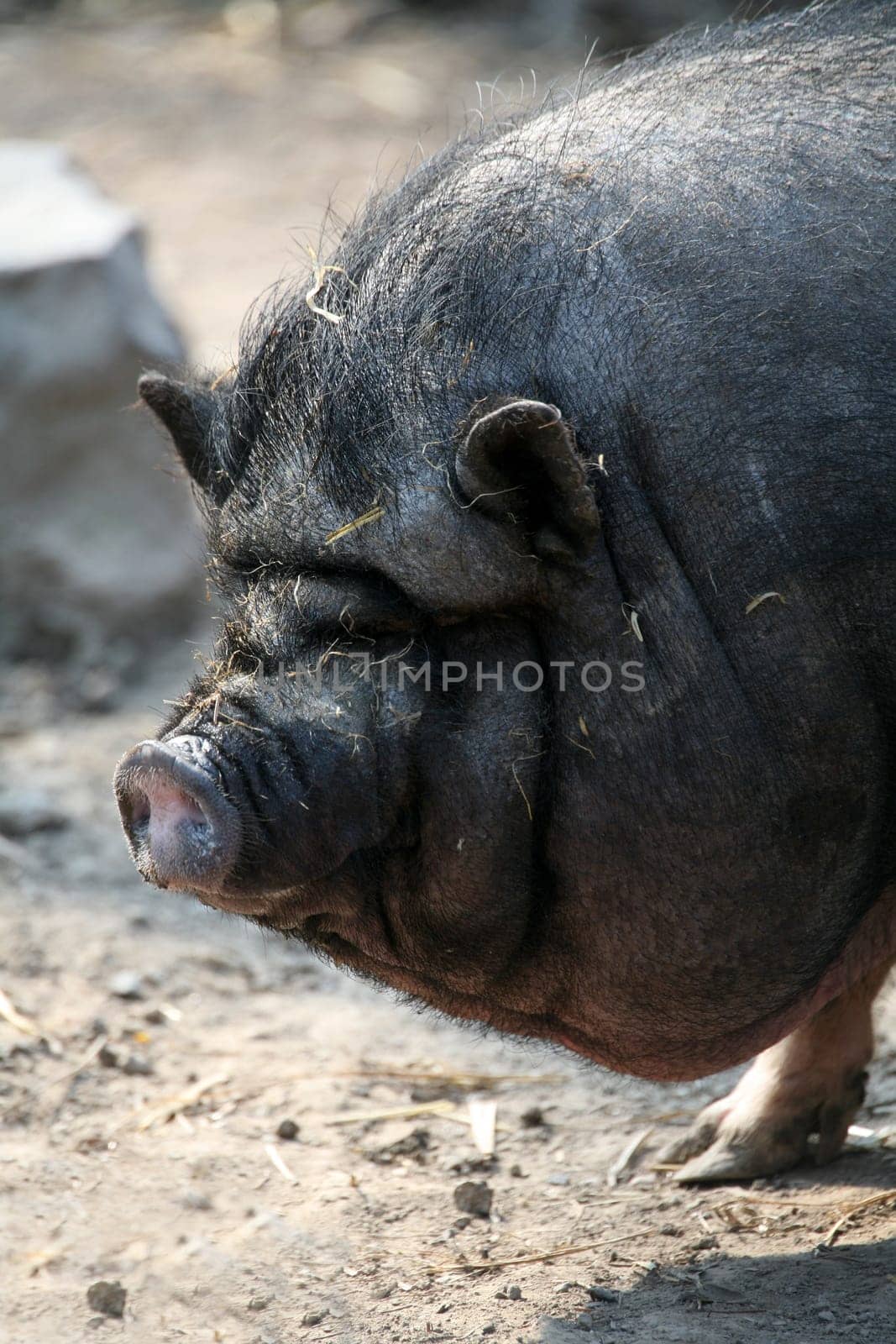 Pot-bellied pig