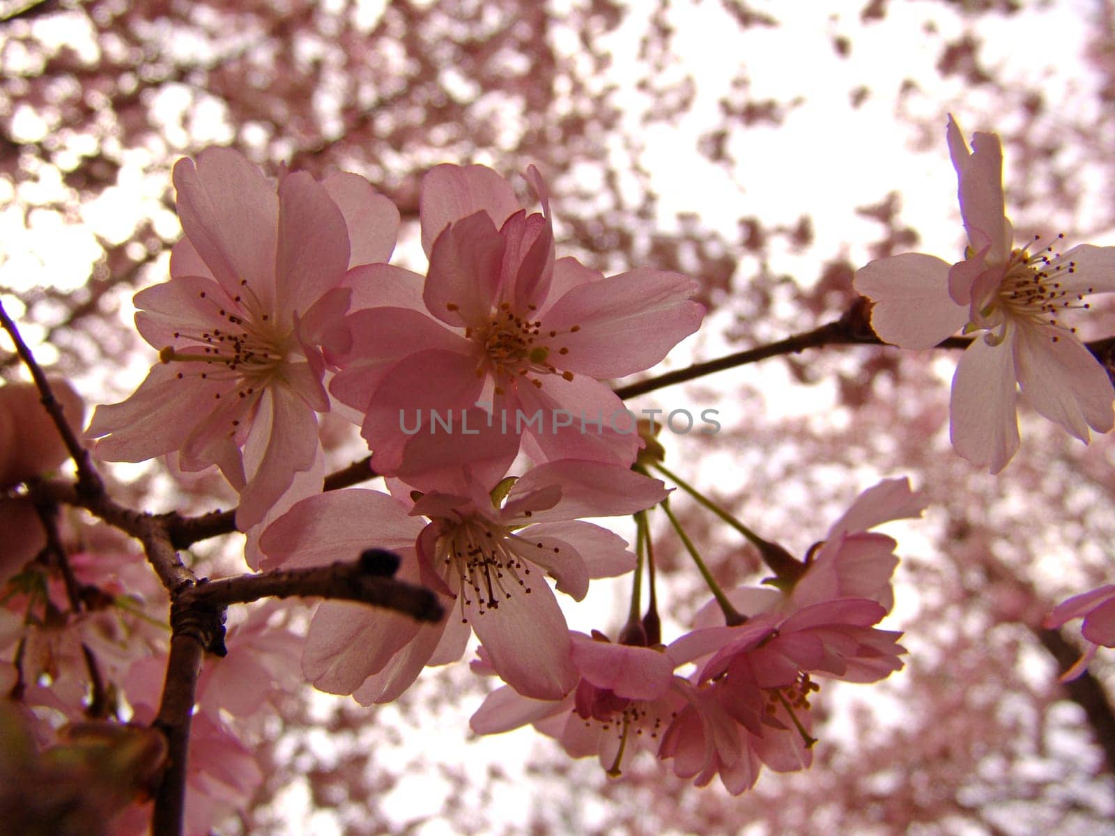 Ornamental cherry