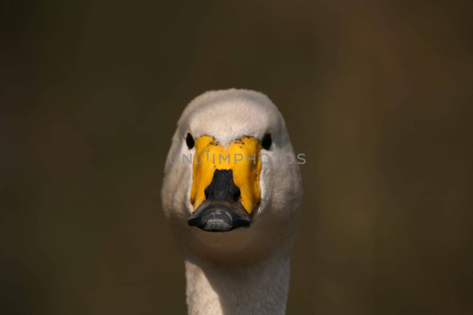 Cygnus cygnus